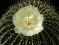 Thumbnail of 2080_Notocactus warasii_20170915_01(1).JPG